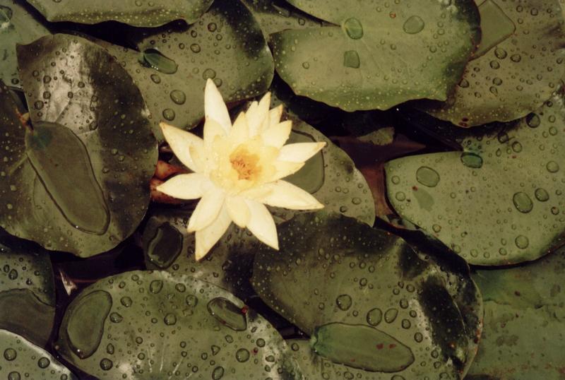 Kwiat lotosu w Baiinji / Shimizu